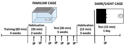 Caffeine Modulates Food Intake Depending on the Context That Gives Access to Food: Comparison With Dopamine Depletion